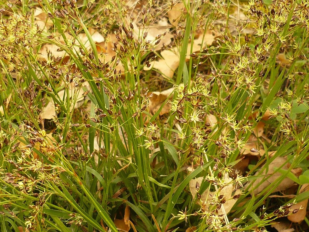 Luzula forsteri (Juncaceae)